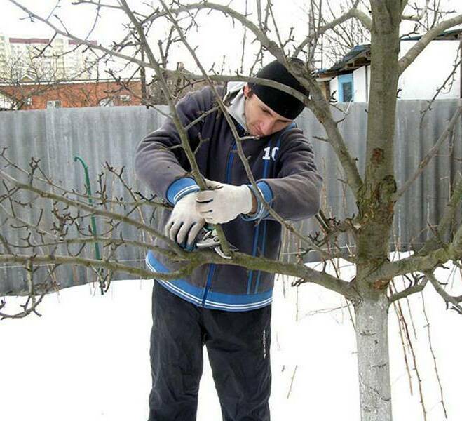 Обрезка плодовых деревьев в Новокуйбышевске
