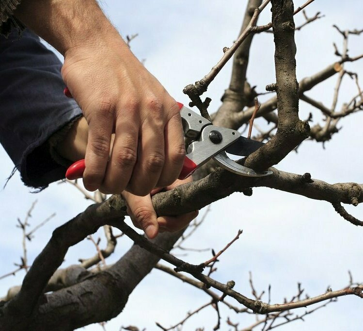 Обрезка плодовых деревьев в Новокуйбышевске