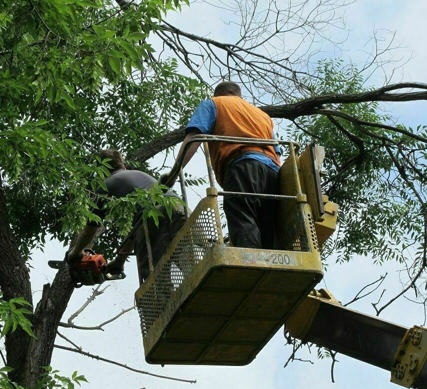 Спиливание деревьев в Новокуйбышевске